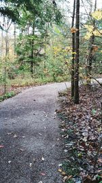 Trees in forest during autumn