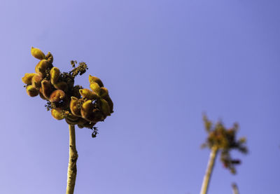 Low angle view of flowering plant against blue sky