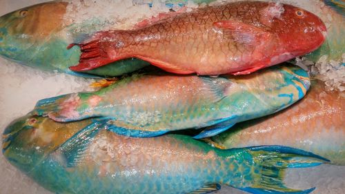 High angle view of fish on ice for sale at market