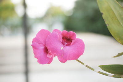 Close-up of pink flowering plant