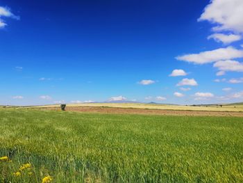 Scenic view of agricultural field against blue sky