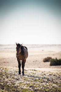 Horse standing on beach