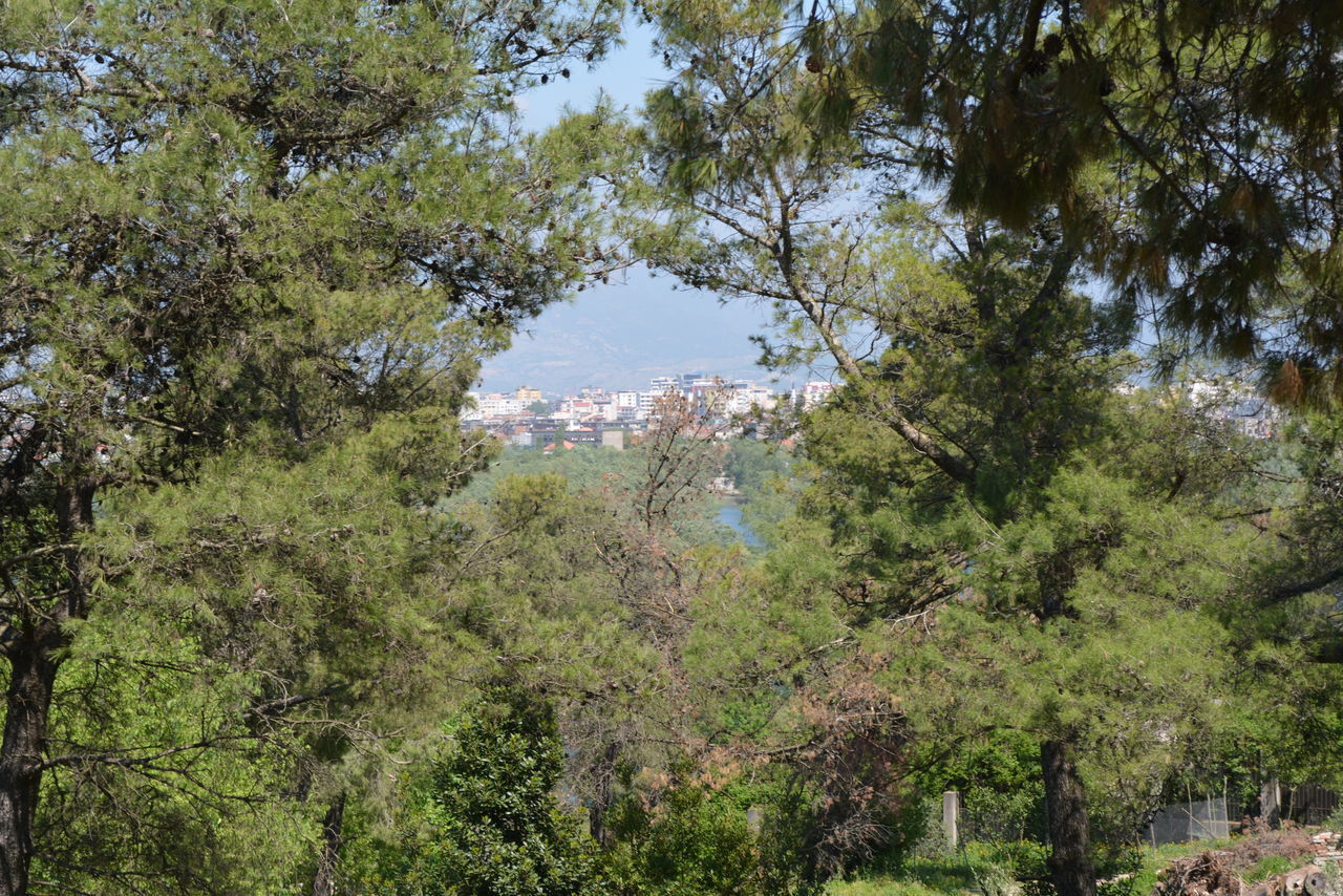 TREES AND PLANTS IN FOREST