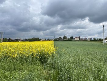 Scenic view of field against sky