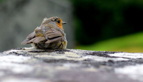 Close-up of a bird