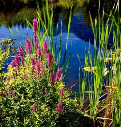 Reflection of plants in water