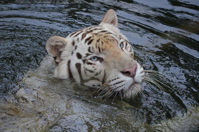 Tiger swimming in lake