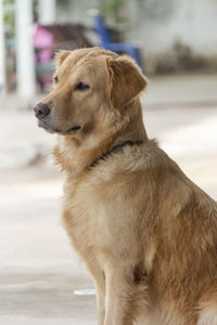 Close-up of golden retriever