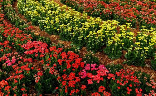 Full frame shot of red flowers