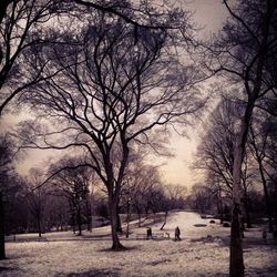 Silhouette bare trees on snow covered landscape