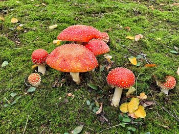 High angle view of mushrooms growing on field