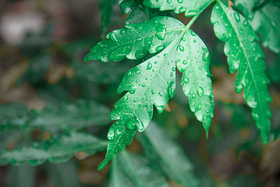 Close-up of wet plant leaves during rainy season