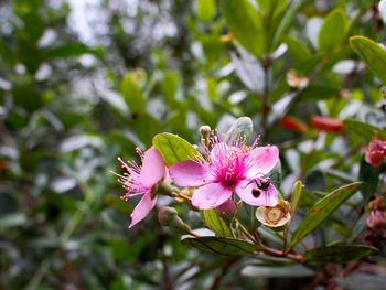 Close-up of honey bee on flower
