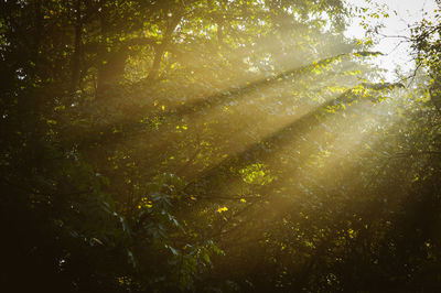 Full frame shot of trees