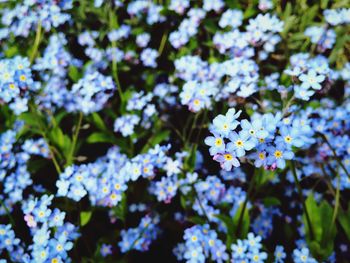 Close-up of purple flowers blooming outdoors