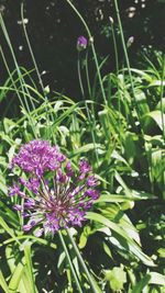 Close-up of purple flowers