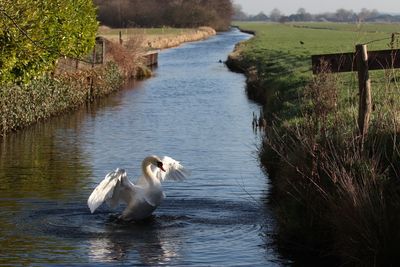 Swans swimming in lake