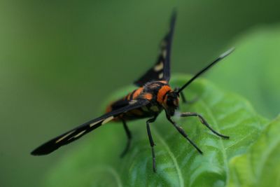 Close-up of insect on leaf