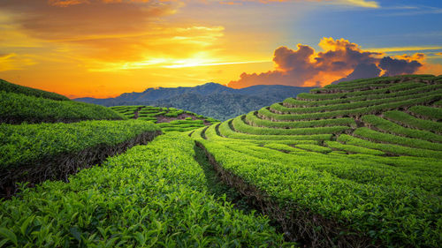 Scenic view of agricultural field against sky during sunset