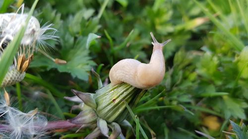 Close-up of mushroom growing on land