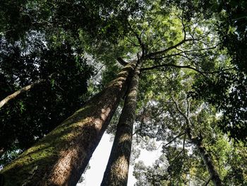 Low angle view of trees in forest