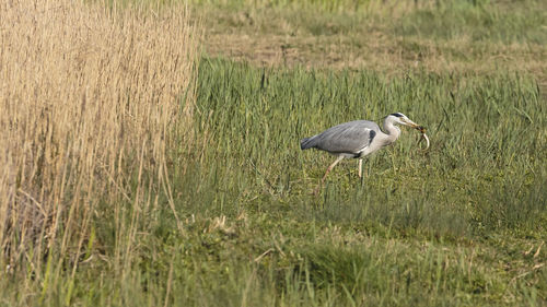 View of a bird on field