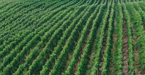 Full frame shot of corn field