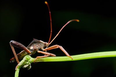 Close-up of grasshopper