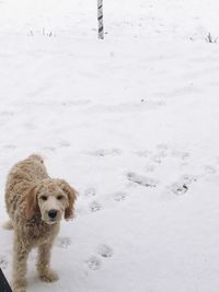 Dog on snow covered land