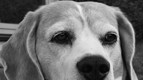 Close-up portrait of dog