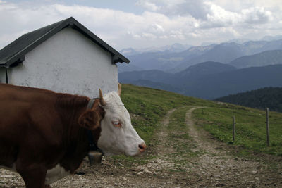 Cow at a pasture in bavaria