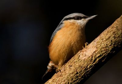 Close-up of nuthatch perching on branch