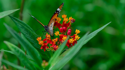 Close-up of butterfly pollinating on flower