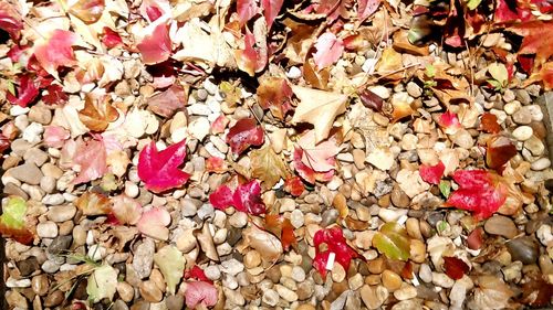 Full frame shot of leaves