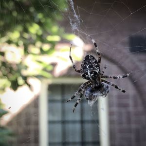 Close-up of spider on web