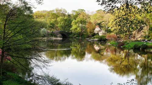 Reflection of trees in lake