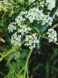 Close-up of white flowering plant