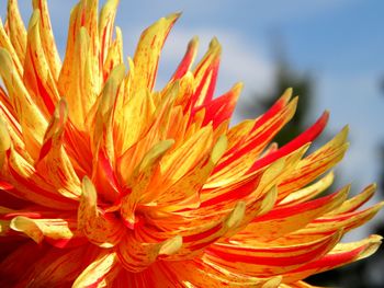 Close-up of orange flower against sky