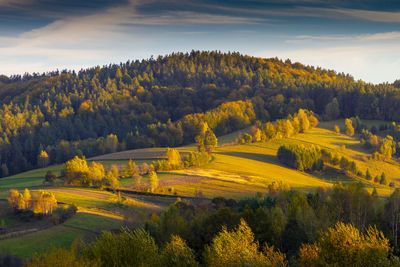 Scenic view of trees on field against sky