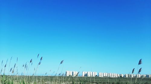 Birds flying over land against clear blue sky