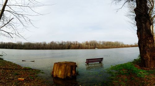 Bare trees on lakeshore