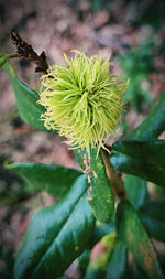 Close-up of flowering plant