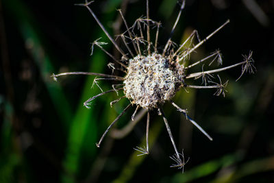 Close-up of spider web on plant