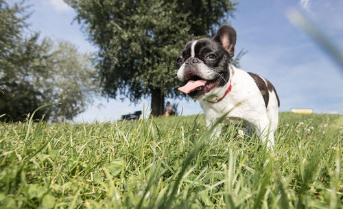 A cute black and white french bulldog dog head portrait with cute expression in the wrinkled face. 