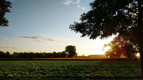 Scenic view of field against sky during sunset