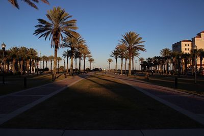 Road by palm trees against clear sky