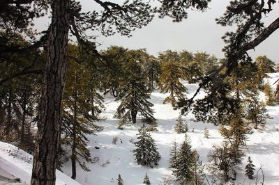 Scenic view of trees against sky