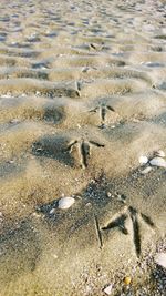 High angle view of starfish on beach