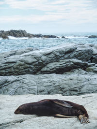 Sleepy nz fur seal at kaikoura, canterbury, new zealand