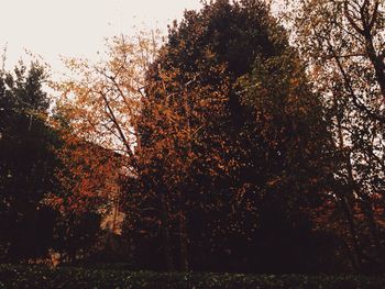 Trees in park